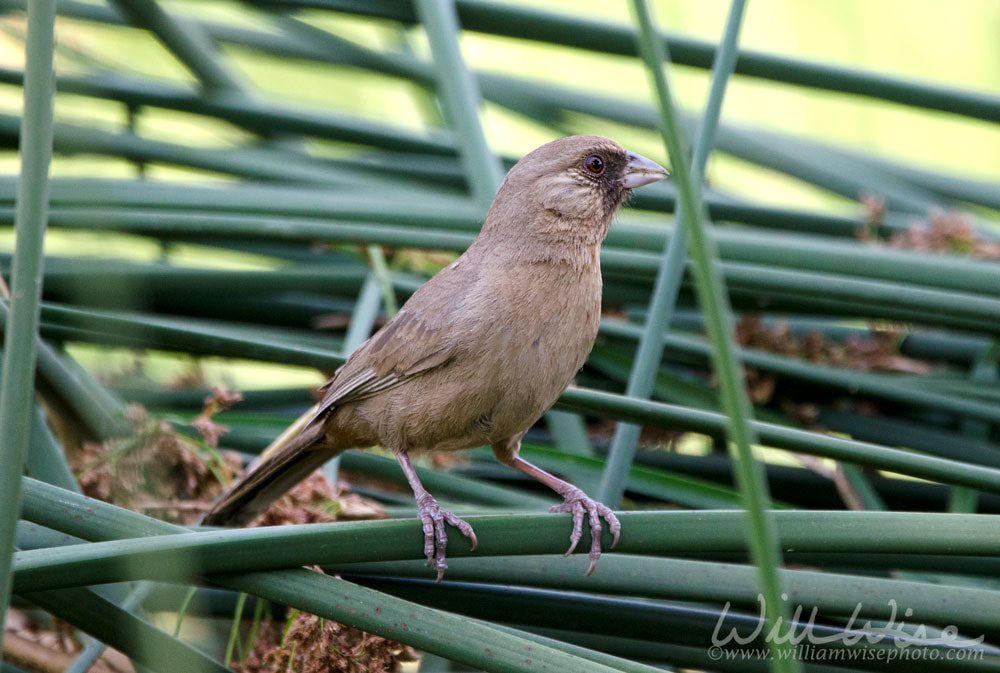Aberts Towhee bird, Sweetwater Wetlands, Tucson Arizona desert Picture