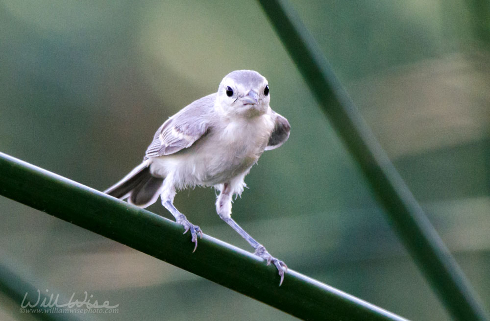 Lucys Warbler bird, Sweetwater Wetlands, Tucson Arizona desert Picture