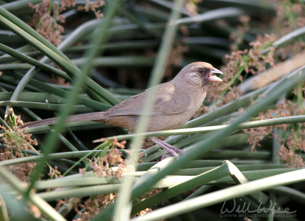 Aberts Towhee bird, Sweetwater Wetlands, Tucson Arizona desert Picture
