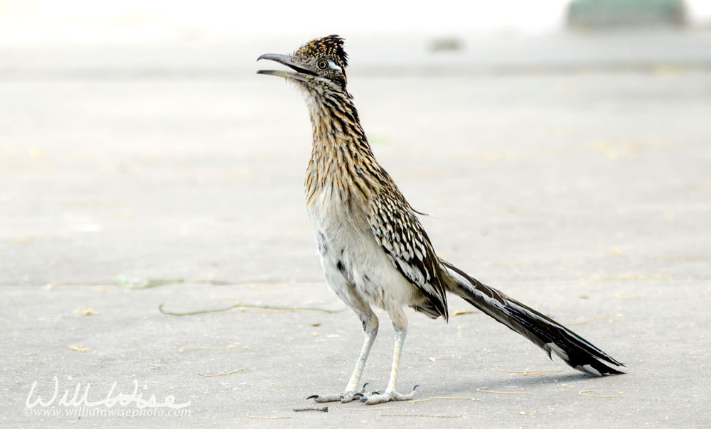 Greater Roadrunner, Sweetwater Wetlands, Tucson Arizona desert Picture