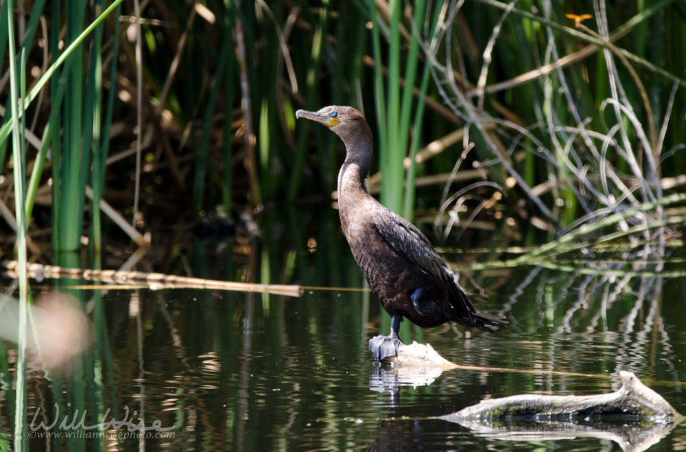 Neotropic Cormorant, Sweetwater Wetlands Tucson Arizona, USA Picture