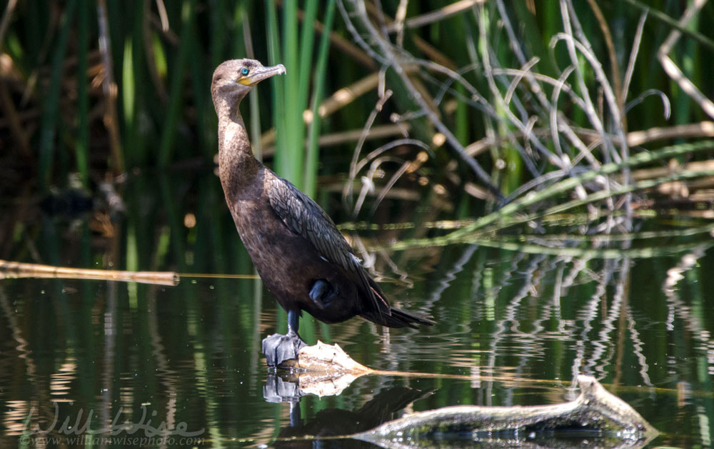 Neotropic Cormorant, Sweetwater Wetlands Tucson Arizona, USA Picture
