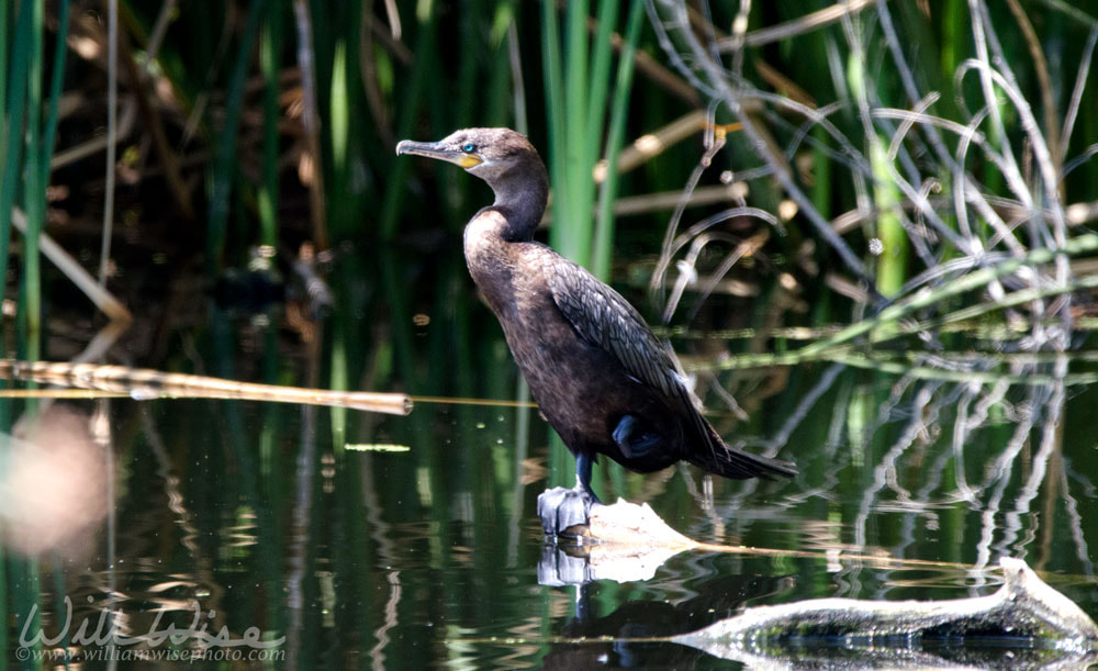 Neotropic Cormorant, Sweetwater Wetlands Tucson Arizona, USA Picture