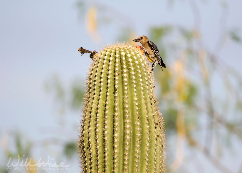 Gila Woodpecker on Saguaro Cactus, Tucson Arizona desert Picture