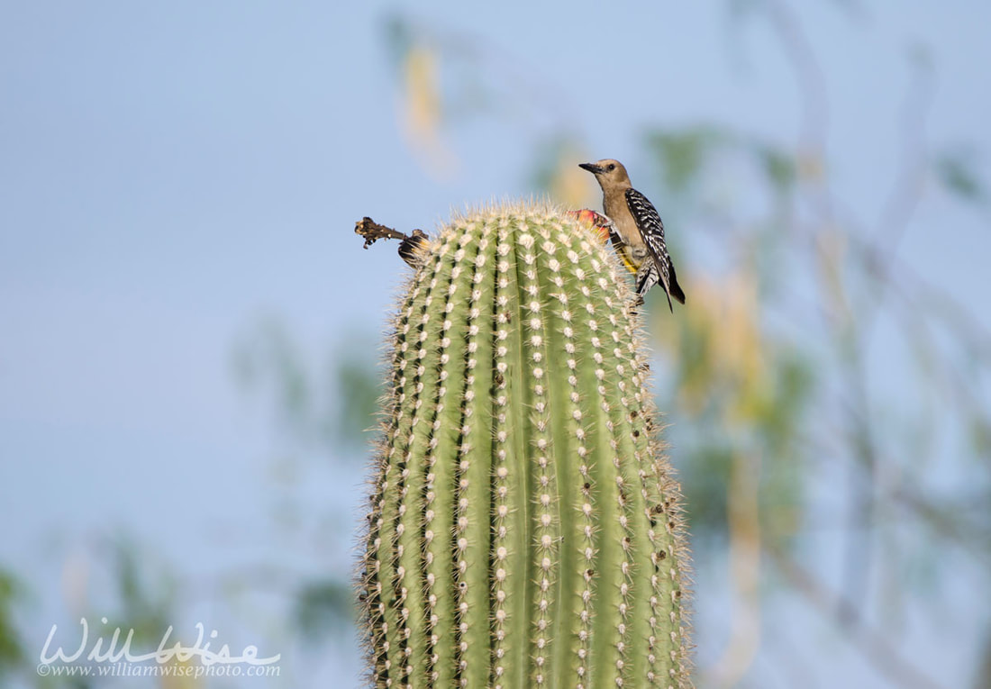 Gila Woodpecker on Saguaro Cactus, Tucson Arizona desert Picture