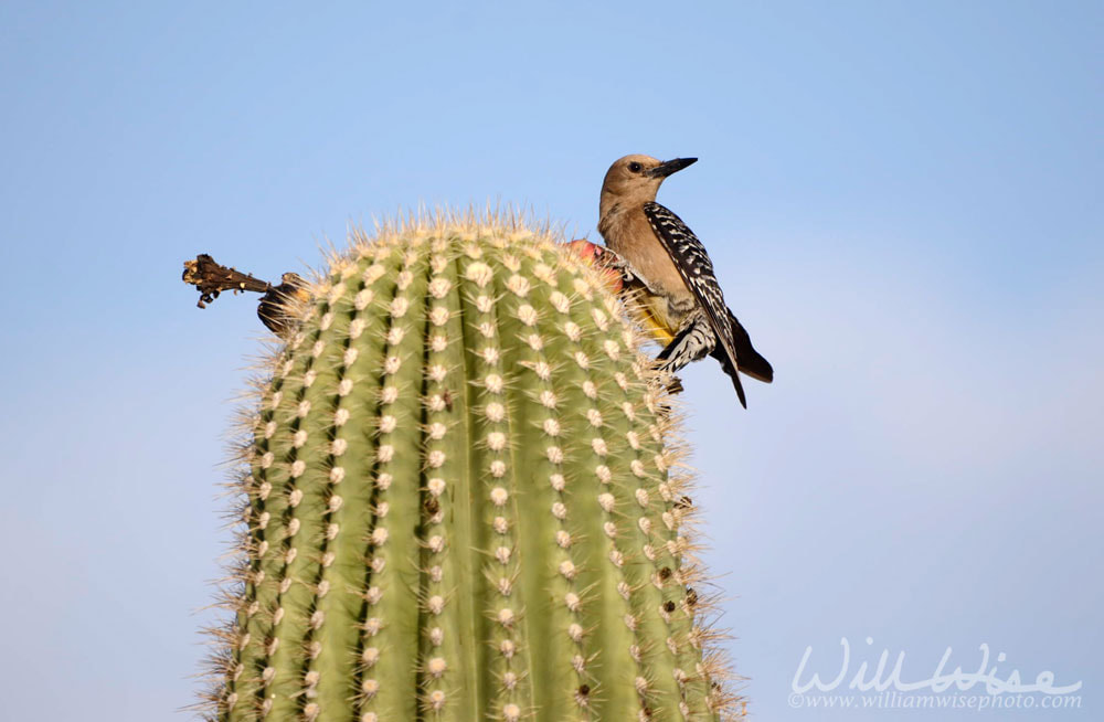 Gila Woodpecker on Saguaro Cactus, Tucson Arizona desert Picture