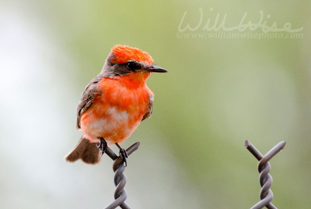 Vermilion Flycatcher on chain link fence, Tucson Arizona Desert Picture