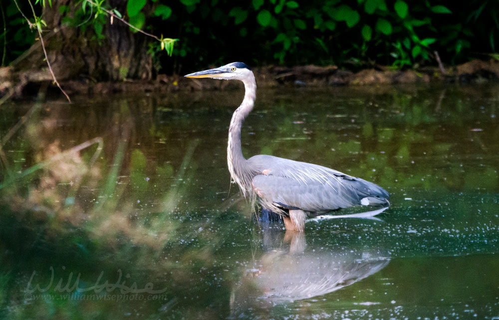 Great Blue Heron in wetland pond habitat, Georgia USA Picture