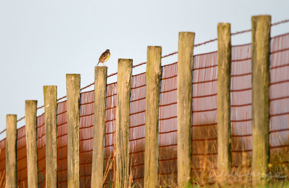 Eastern Meadowlark bird singing on country pasture fence, Walton County Georgia, USA Picture