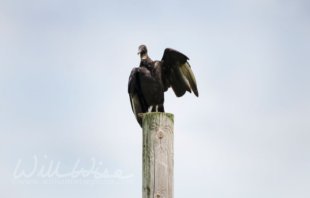 Black Vulture on Telephone Pole, Athens Georgia USA Picture