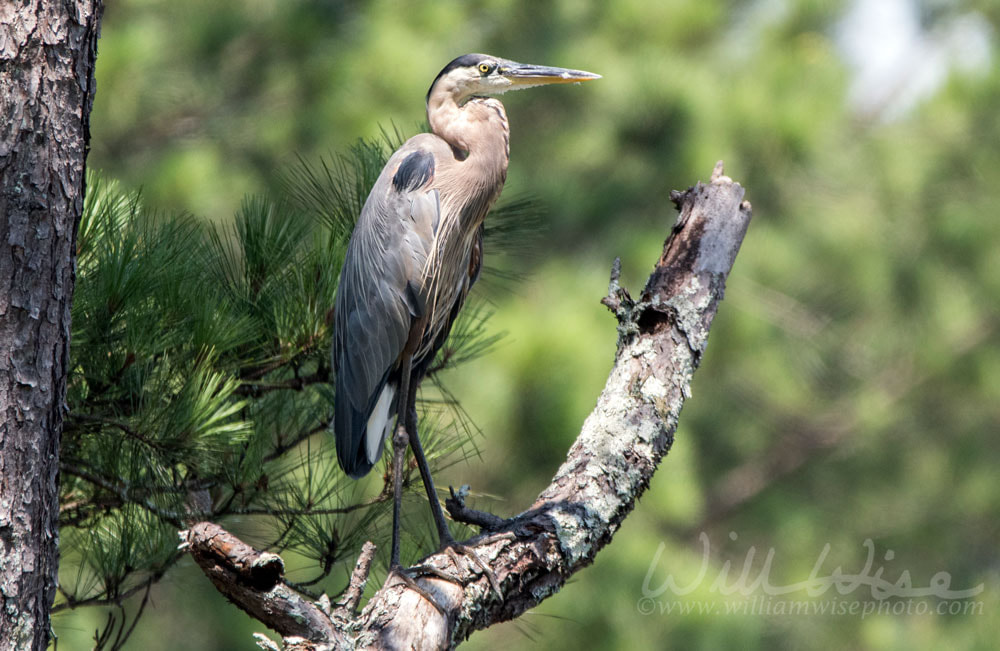 Great Blue Heron bird, Walton County Georgia, USA Picture