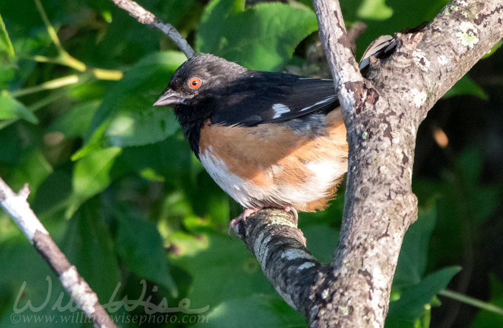 Eastern Towhee bird, Walton County, Georgia USA Picture