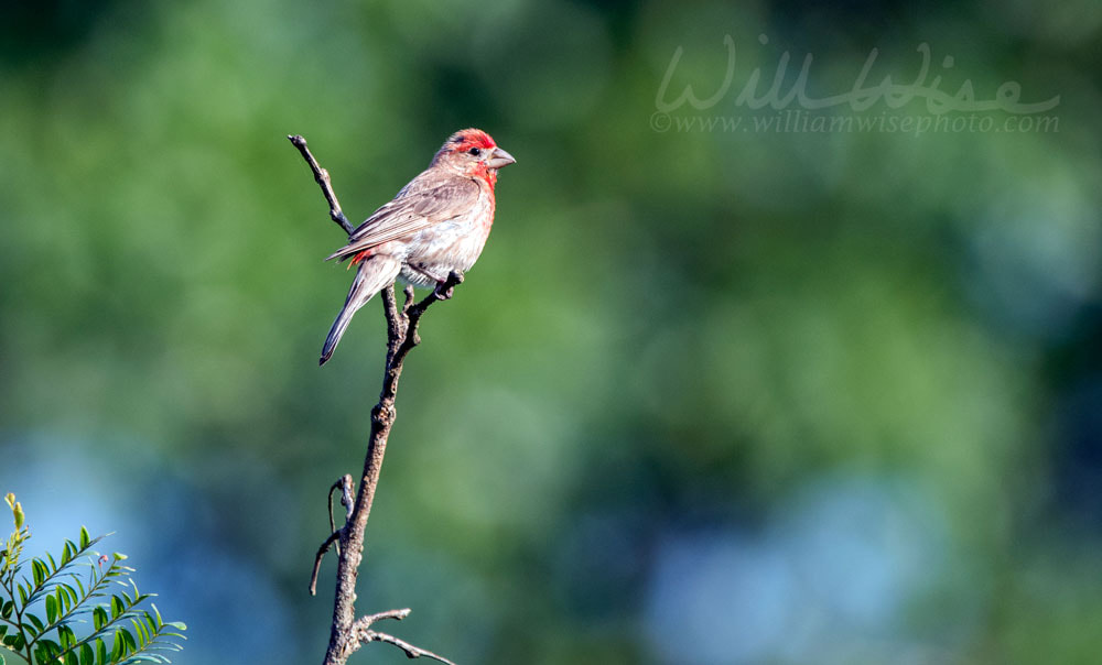 House Finch bird, Walton County, Georgia USA Picture