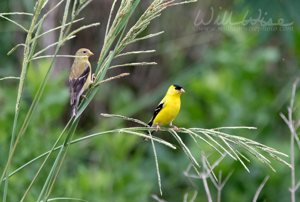 American Goldfinch bird, Walton County, Georgia USA Picture