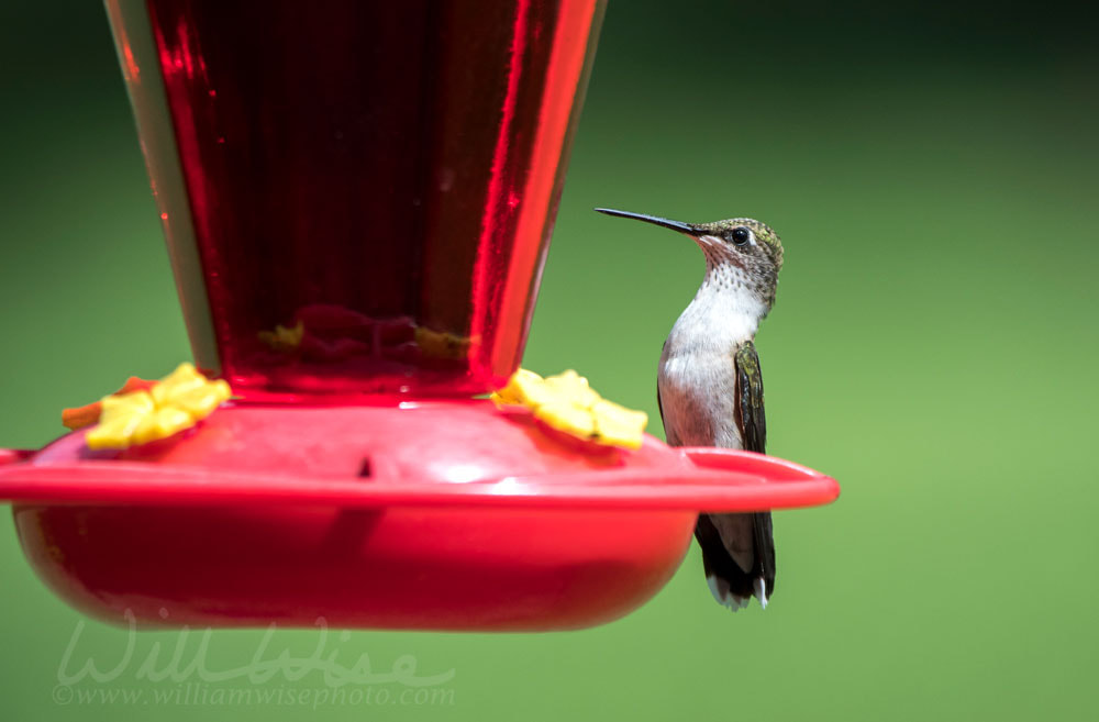 Ruby Throated Hummingbird at nectar bird feeder, Clarke County, Georgia USA Picture