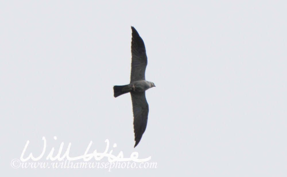 Mississippi Kite