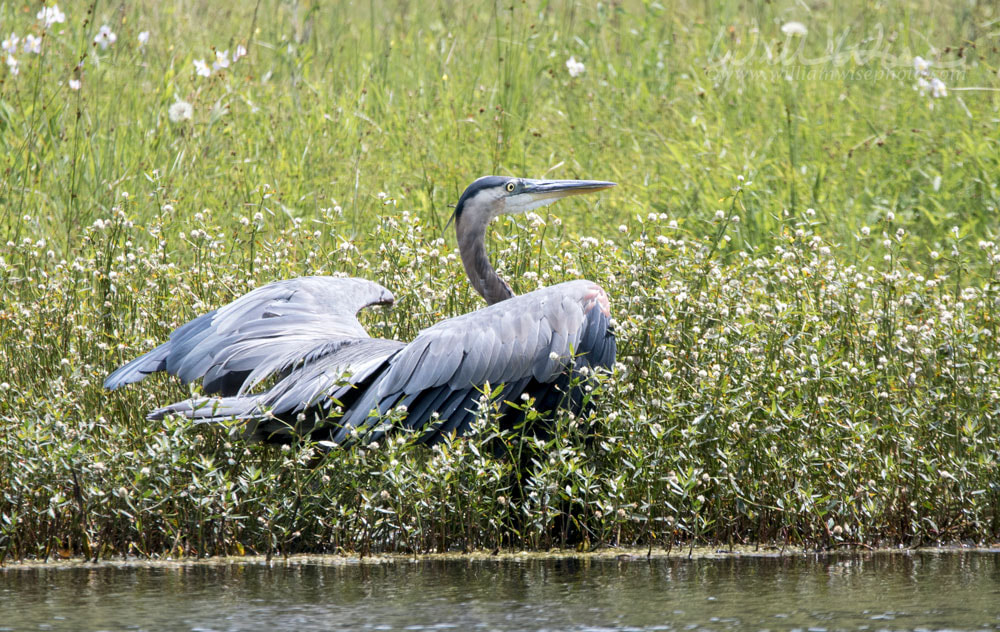 Great Blue Heron, Walton County, Georgia USA Picture