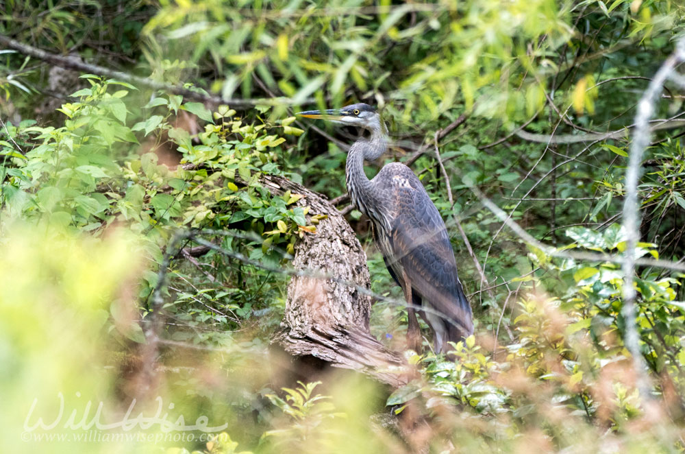 Juvenile Great Blue Heron, Walton County, Georgia USA Picture