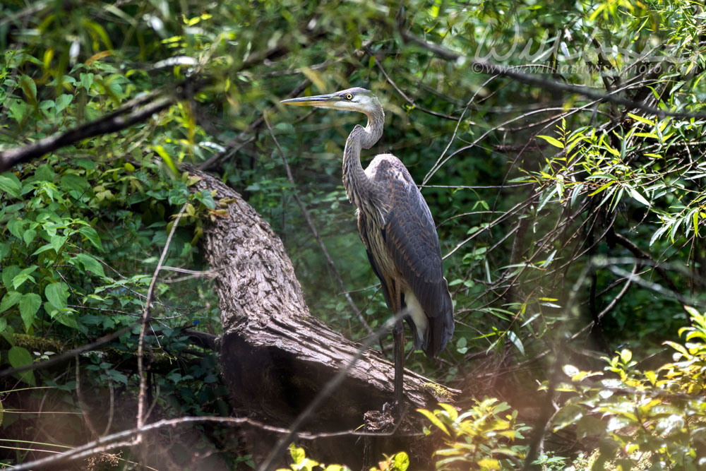 Great Blue Heron bird, Walton County, Georgia USA Picture