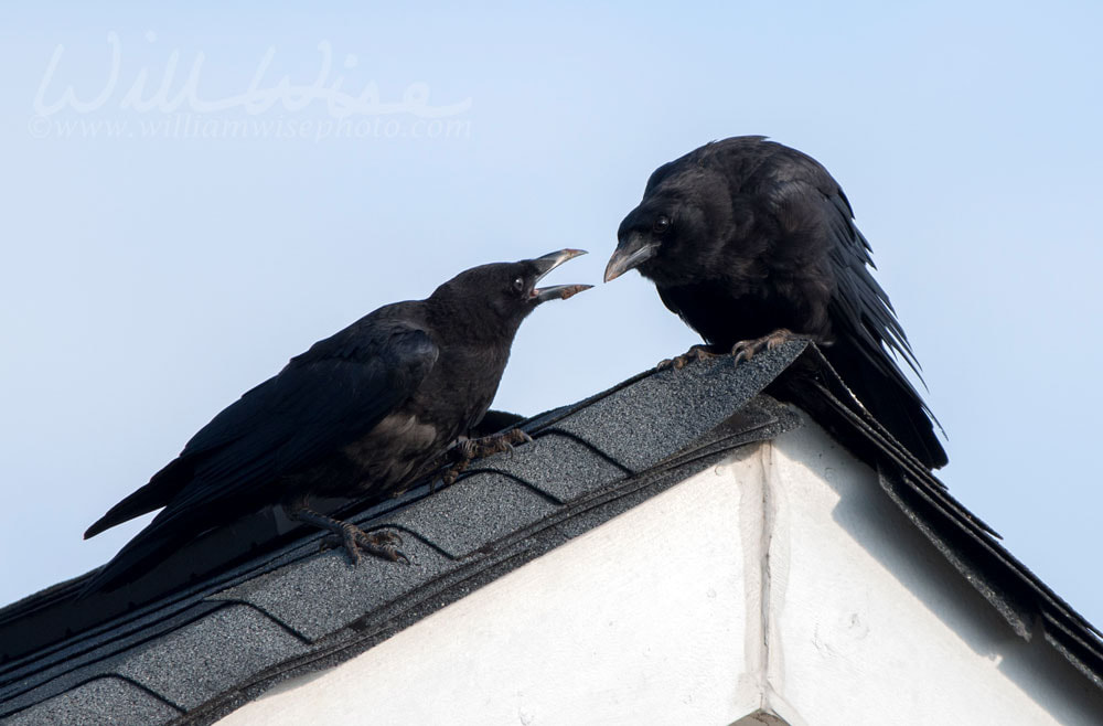 American Crow on rooftop, Clarke County GA USA Picture