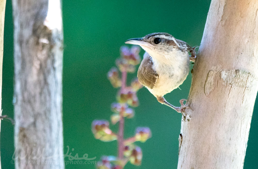 Carolina Wren bird, Clarke County GA USA Picture