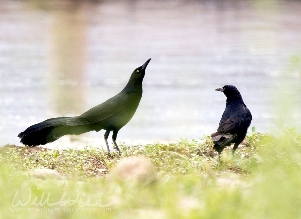 Great Tailed Grackle Bird, Lake Watson, Prescott Arizona USA Picture
