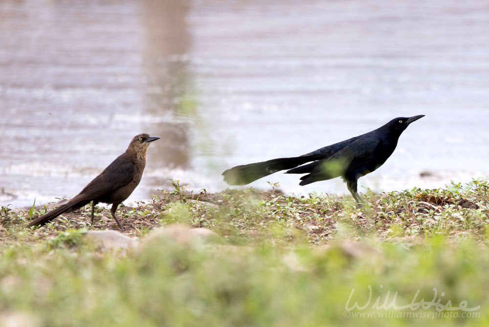 Great Tailed Grackle Bird, Lake Watson, Prescott Arizona USA Picture