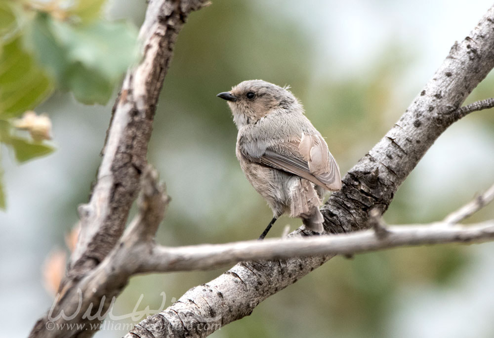 Bushtit bird at Lake Watson Park, Prescott Arizona Picture