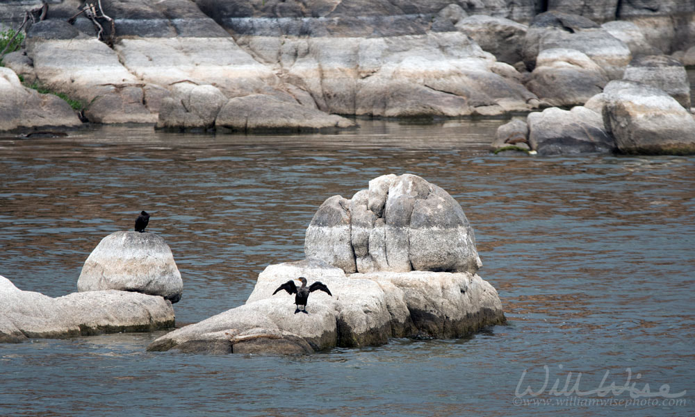 Double- crested Cormorant bird, Granite Dells Lake Watson Picture