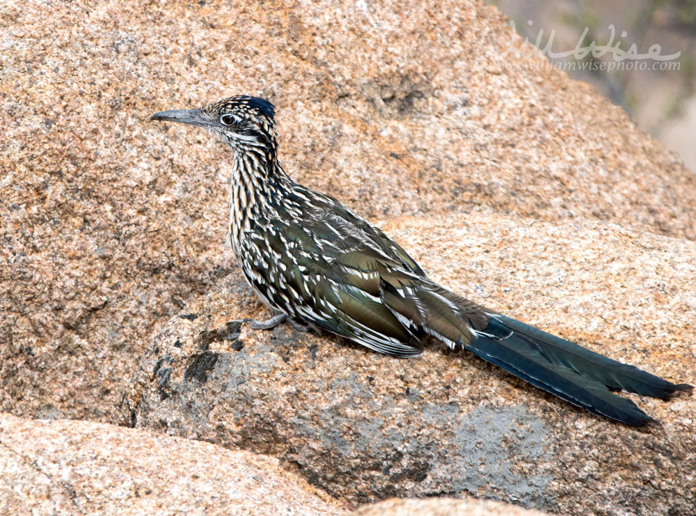 Greater Roadrunner bird, Lake Watson, Prescott Arizona USA Picture