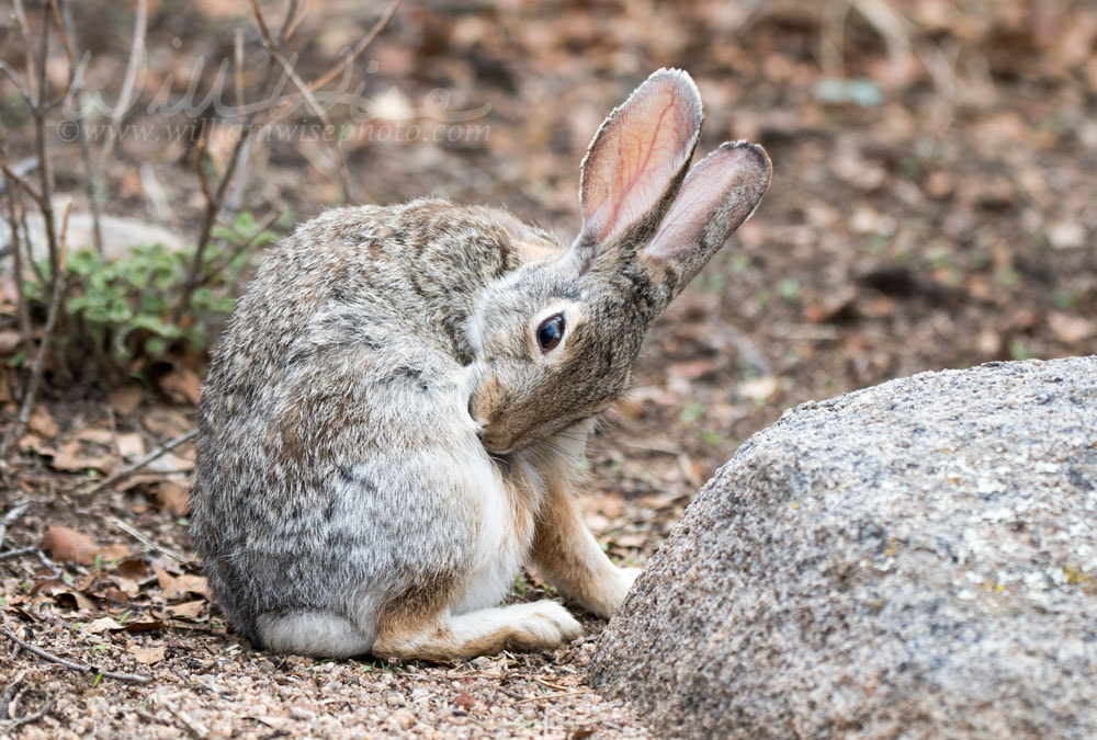 Desert Cottontail Rabbit, Lake Watson, Prescott Arizona Picture