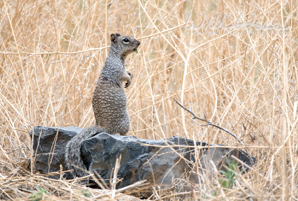 Rock Squirrel, Granite Dells and Lake Watson Riparian Park, Prescott Arizona USA Picture