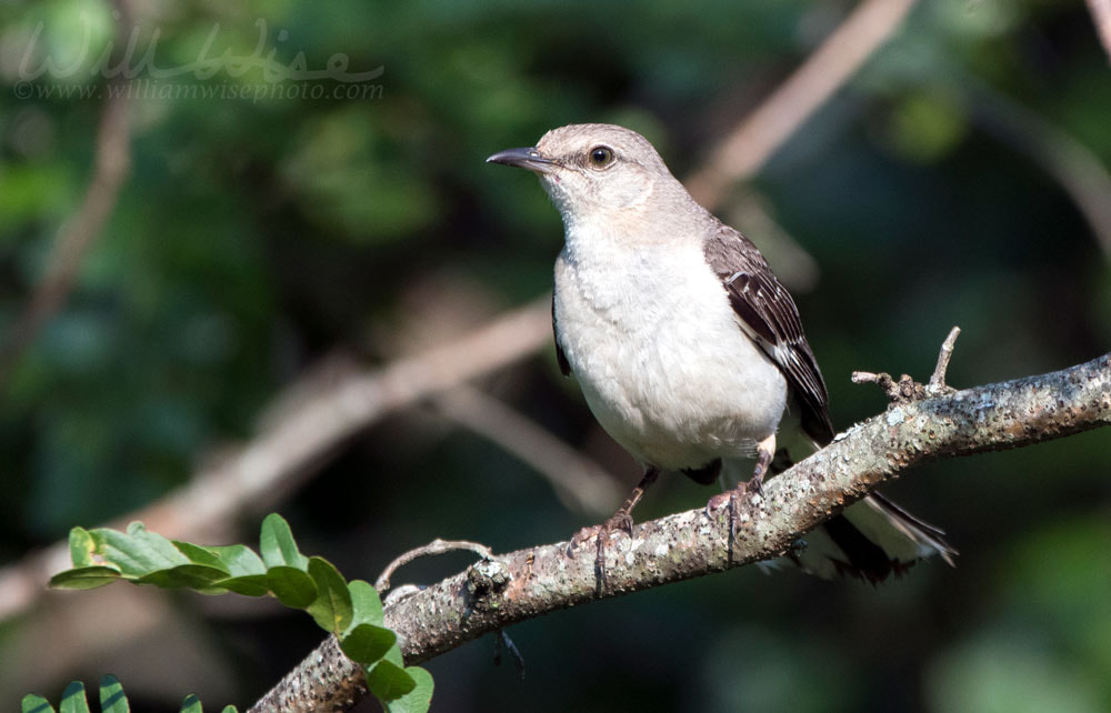 Northern Mockingbird Bird, Walton County GA Picture