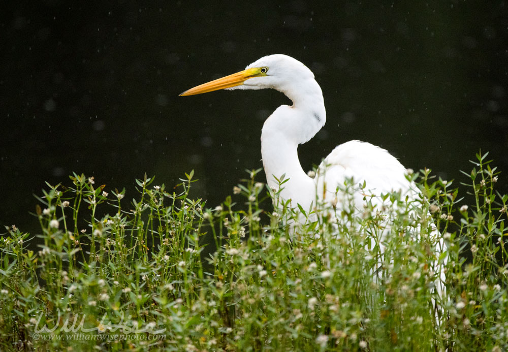 White Great Egret bird, Walton County, Georgia USA Picture
