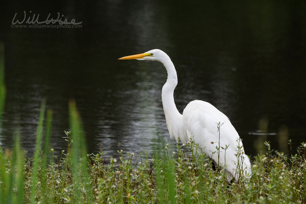 White Great Egret bird, Walton County, Georgia USA Picture