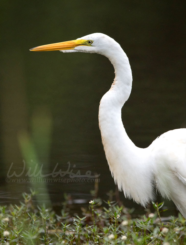 White Great Egret bird, Walton County, Georgia USA Picture