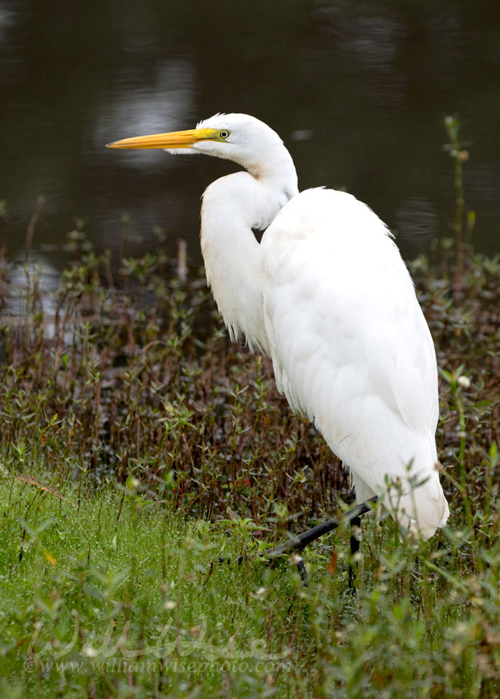 White Great Egret bird, Walton County, Georgia USA Picture