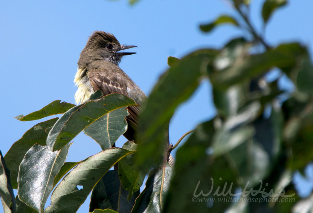 Great Crested Flycatcher Bird, Athens Georgia USA Picture