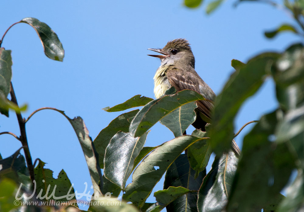 Great Crested Flycatcher Bird, Athens Georgia USA Picture