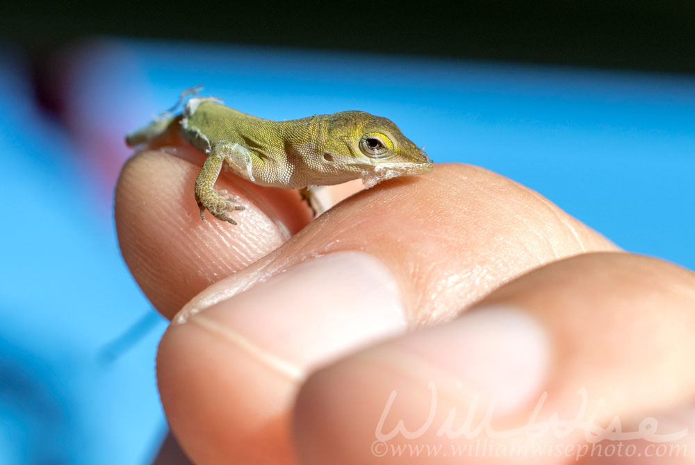Tiny baby Green Anole Lizard, Georgia USA Picture