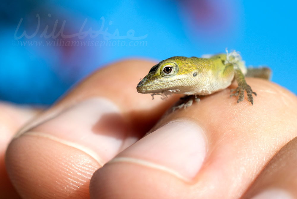 Tiny baby Green Anole Lizard, Georgia USA Picture
