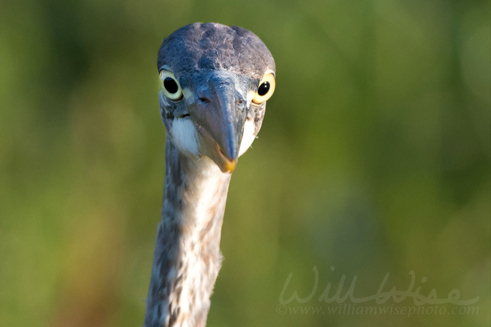 Face on portrait Great Blue Heron bird close up, Georgia USA Picture
