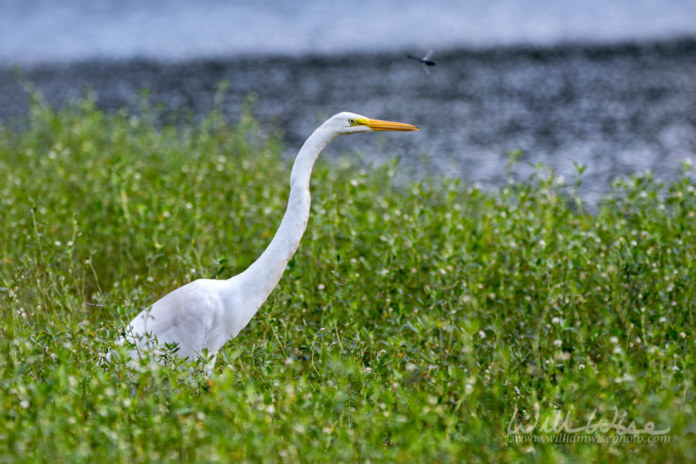 Great Egret bird close up, Georgia USA Picture