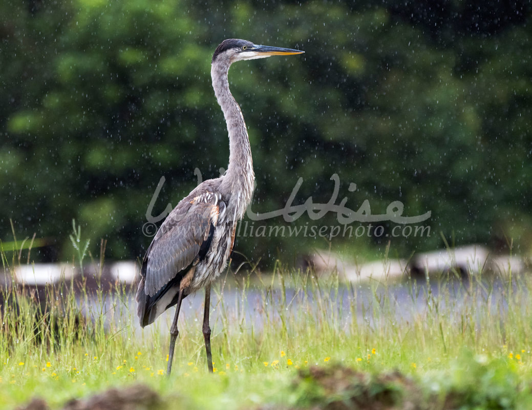 Great Blue Heron 