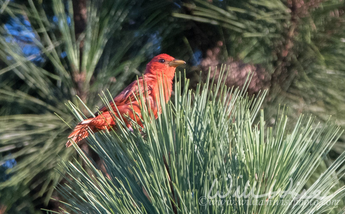 Summer Tanager