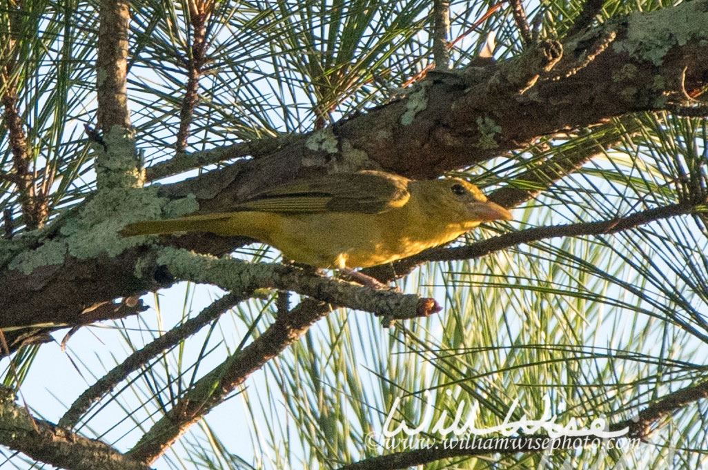 Summer Tanager