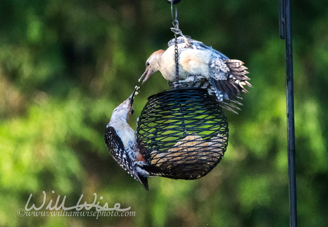 Red Bellied Woodpecker Picture