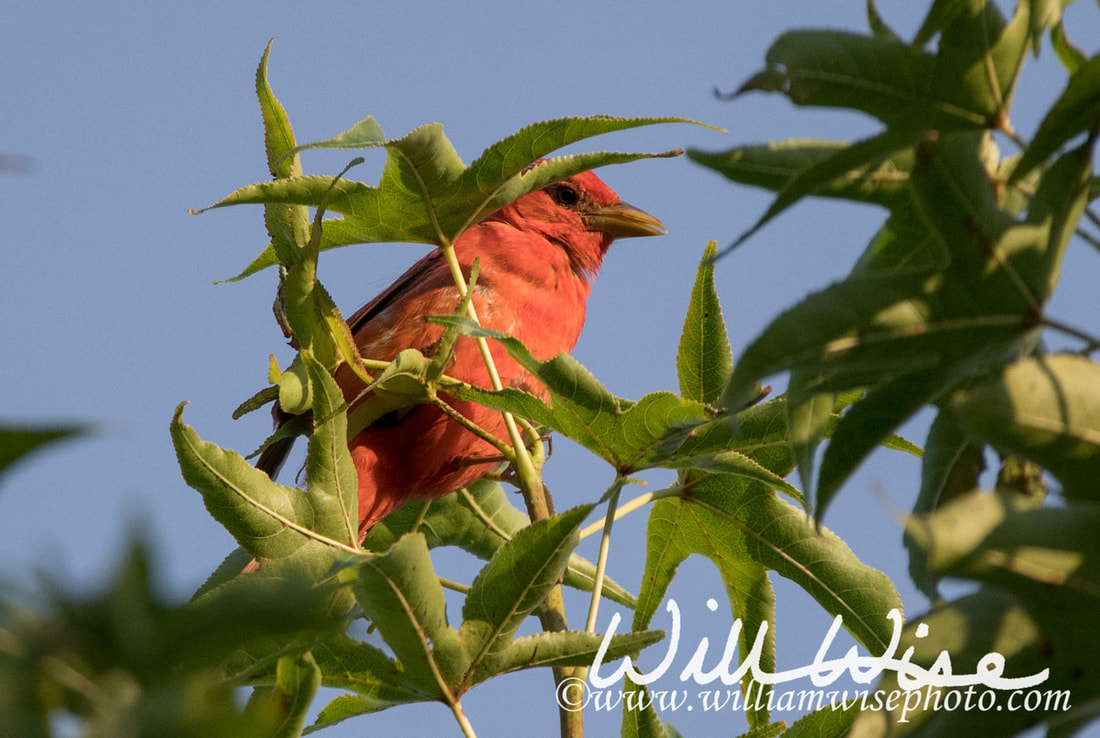 Summer Tanager Picture