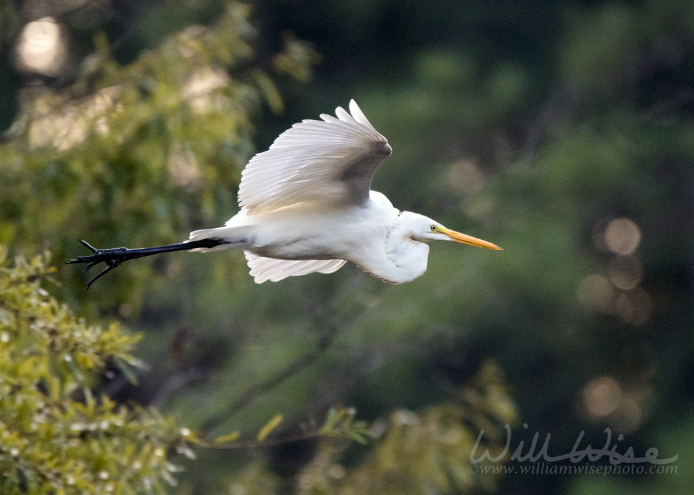 Great Egret in flight, Walton County, Georgia USA Picture