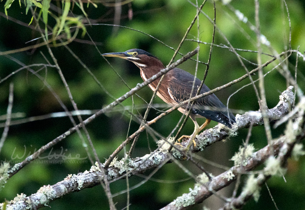 Green Heron bird, Walton County, Georgia Picture
